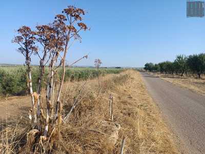 Il processo di creazione degli sgabelli inizia con la raccolta della materia prima: la ferula, una pianta erbacea perenne, alta fino a 3 metri che cresce sulla Murgia